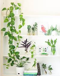 Ivy's /money plant