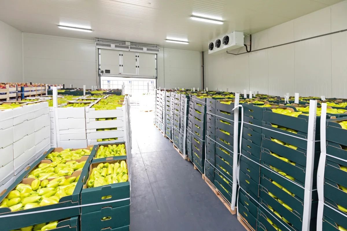 Vegetable Cold Room Installation